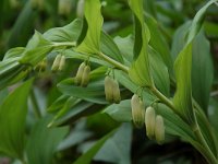 Polygonatum multiflorum 6, Gewone salomonszegel, Saxifraga-Willem van Kruijsbergen