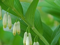 Polygonatum multiflorum 7, Gewone salomonszegel, Saxifraga-Willem van Kruijsbergen