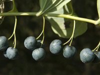 Polygonatum multiflorum 8, Gewone salomonszegel, Saxifraga-Jan van der Straaten