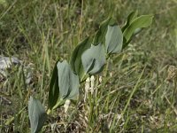 Polygonatum odoratum 11, Welriekende salomonszegel, Saxifraga-Willem van Kruijsbergen