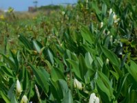 Polygonatum odoratum 12, Welriekende salomonszegel, Saxifraga-Ed Stikvoort