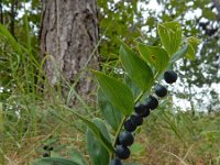 Polygonatum odoratum 14, Welriekende salomonszegel, Saxifraga-Ed Stikvoort