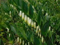 Polygonatum odoratum 15, Welriekende salomonszegel, Saxifraga-Ed Stikvoort