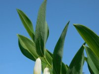 Polygonatum odoratum 16, Welriekende salomonszegel, Saxifraga-Ed Stikvoort