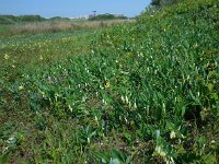 Polygonatum odoratum 19, Welriekende salomonszegel, Saxifraga-Ed Stikvoort