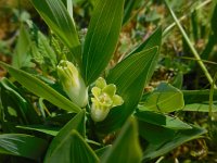 Polygonatum odoratum 20, Welriekende salomonszegel, Saxifraga-Ed Stikvoort