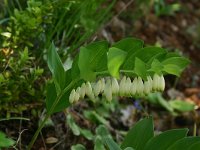 Polygonatum odoratum 3, Welriekende salomonszegel, Saxifraga-Dirk Hilbers