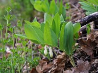 Polygonatum odoratum 30, Welriekende salomonszegel, Saxifraga-Jeroen Willemsen