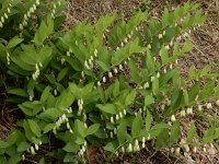 Polygonatum odoratum 31, Welriekende salomonszegel, Saxifraga-Ed Stikvoort