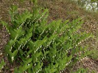 Polygonatum odoratum 33, Welriekende salomonszegel, Saxifraga-Ed Stikvoort