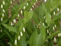 Polygonatum odoratum 34, Welriekende salomonszegel, Saxifraga-Ed Stikvoort