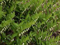 Polygonatum odoratum 35, Welriekende salomonszegel, Saxifraga-Ed Stikvoort