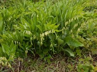 Polygonatum odoratum 38, Welriekende salomonszegel, Saxifraga-Peter Meininger