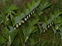 Polygonatum odoratum 5, Welriekende salomonszegel, Saxifraga-Kees Marijnissen