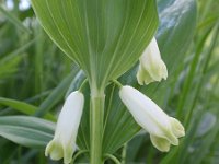 Polygonatum odoratum 7, Welriekende salomonszegel, Saxifraga-Jan Willem Jongepier