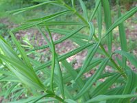 Polygonatum verticillatum 10, Kranssalomonszegel, Saxifraga-Rutger Barendse