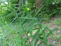 Polygonatum verticillatum 11, Kranssalomonszegel, Saxifraga-Rutger Barendse