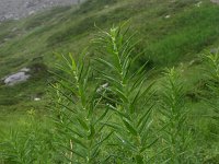 Polygonatum verticillatum 12, Kranssalomonszegel, Saxifraga-Dirk Hilbers