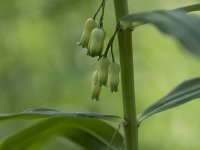 Polygonatum verticillatum 13, Kranssalomonszegel, Saxifraga-Willem van Kruijsbergen