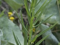 Polygonatum verticillatum 14, Kranssalomonszegel, Saxifraga-Willem van Kruijsbergen