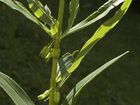 Polygonatum verticillatum 2, Kranssalomonszegel, Saxifraga-Jan van der Straaten