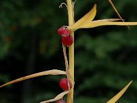 Polygonatum verticillatum 5, Kranssalomonszegel, Saxifraga-Jan van der Straaten