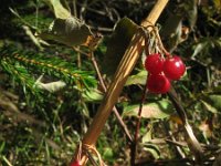 Polygonatum verticillatum 6, Kranssalomonszegel, fruits, Saxifraga-Rutger Barendse