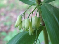 Polygonatum verticillatum 7, Kranssalomonszegel, Saxifraga-Rutger Barendse