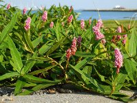 Polygonum amphibium 10, Veenwortel, Saxifraga-Ed Stikvoort