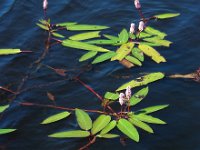 Polygonum amphibium 8, Veenwortel, Saxifraga-Ed Stikvoort