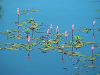 Polygonum amphibium 9, Veenwortel, Saxifraga-Ed Stikvoort