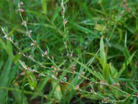 Polygonum aviculare 5, Gewoon varkensgras, Saxifraga-Ed Stikvoort