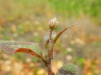 Polygonum capitatum 2, Saxifraga-Rutger Barendse