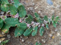 Polygonum cognatum