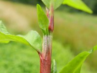 Polygonum hydropiper 2, Waterpeper, Saxifraga-Rutger Barendse