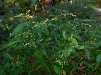 Polygonum hydropiper 3, Waterpeper, Saxifraga-Ed Stikvoort