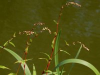 Polygonum hydropiper 4, Waterpeper, Saxifraga-Ed Stikvoort