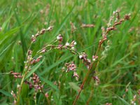 Polygonum hydropiper 5, Waterpeper, Saxifraga-Ed Stikvoort