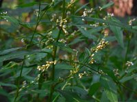 Polygonum hydropiper 6, Waterpeper, Saxifraga-Ed Stikvoort