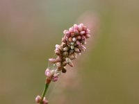 Polygonum persicaria 5, Perzikkruid, Saxifraga-Rudmer Zwerver