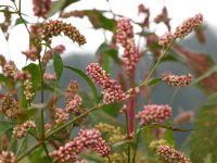 Polygonum persicaria 6, Perzikkruid, Saxifraga-Rudmer Zwerver