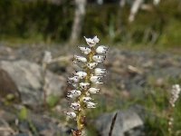 Polygonum viviparum 10, Saxifraga-Jan van der Straaten