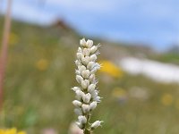 Polygonum viviparum 12, Saxifraga-Simone van Velzen