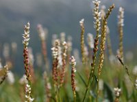 Polygonum viviparum 13, Saxifraga-Simone van Velzen