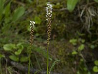 Polygonum viviparum 4, Saxifraga-Willem van Kruijsbergen