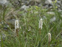 Polygonum viviparum 7, Saxifraga-Willem van Kruijsbergen