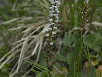 Polygonum viviparum 8, Saxifraga-Willem van Kruijsbergen