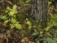 Polypodium cambricum 11, Saxifraga-Willem van Kruijsbergen