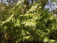 Polypodium cambricum 15, Saxifraga-Jan van der Straaten