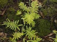 Polypodium cambricum 17, Saxifraga-Jan van der Straaten